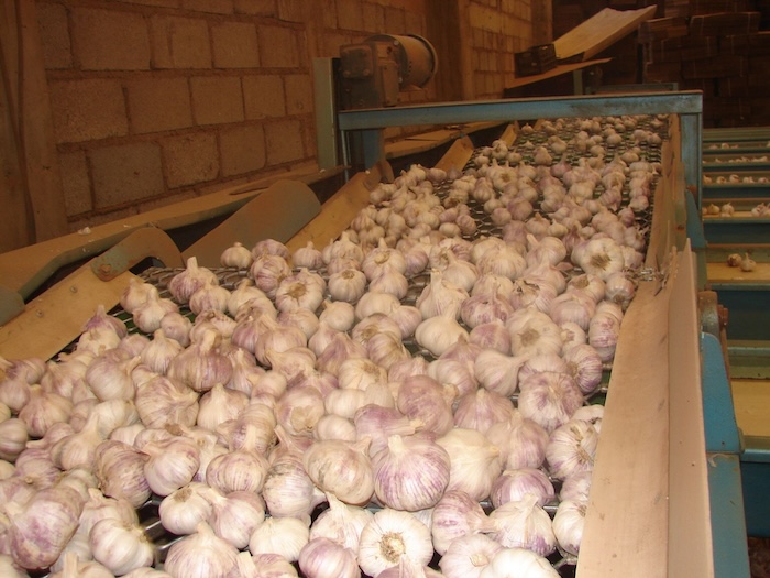 Una investigación demostró que los compuestos dialil sulfurados presentes en alimentos como el ajo tienen la capacidad de alargar la vida en ratones.