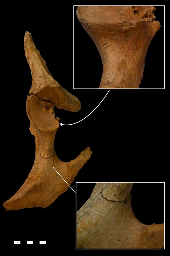 Investigación revela pistas sobre la alimentación humana en la Edad de Bronce