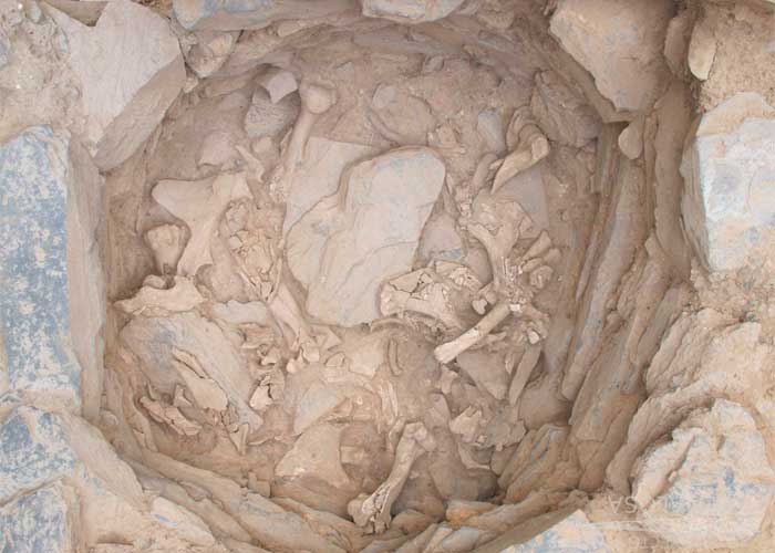 Investigación revela pistas sobre la alimentación humana en la Edad de Bronce