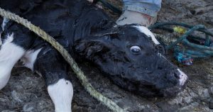 Igualdad Animal México