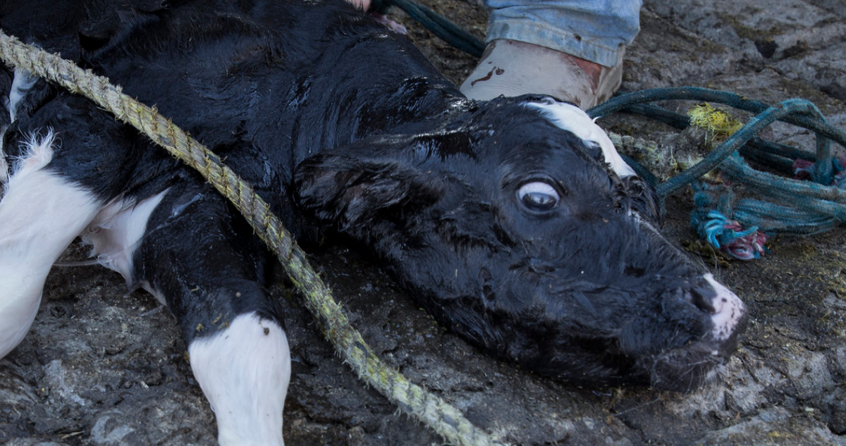 Igualdad Animal México