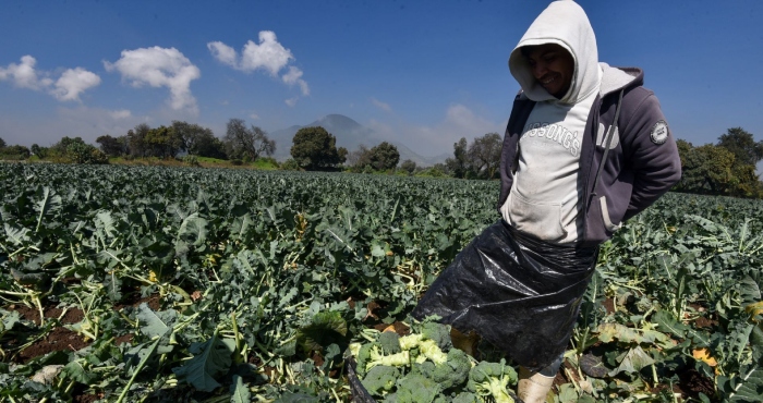 Ni hervido ni crudo: la mejor forma de cocinar el brócoli.
