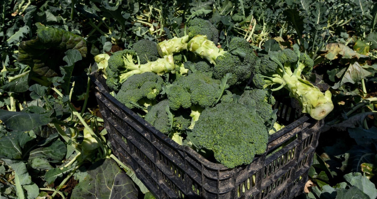 Un estudio científico compara varias formas de cocinar brócoli para observar cómo cada técnica interactúa con elementos propios del vegetal.