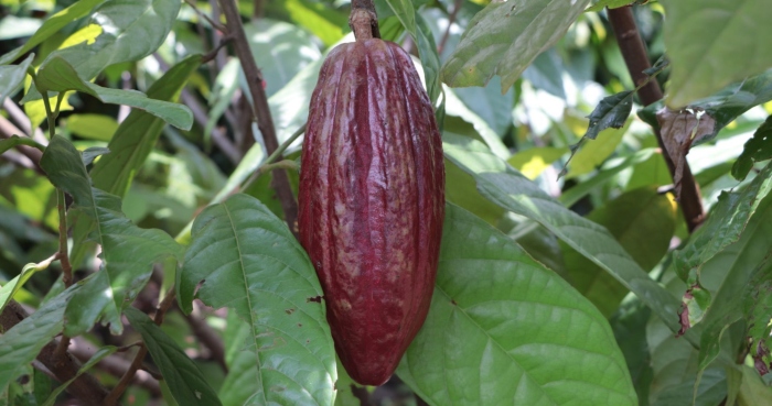 Vaina de cacao