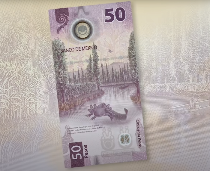 La ajolote que luce en nuestro billete de 50 pesos se llama Gorda y vive en el Museo del Ajolote . Foto: Banxico