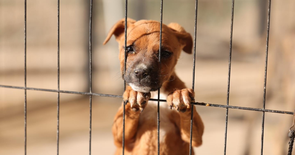 Dirección de Atención y Bienestar Animal (DABA)