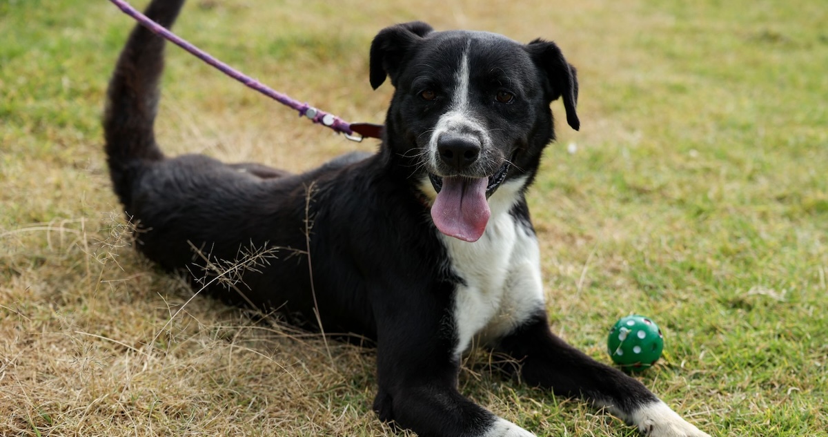 Especialmente durante la Navidad un perro suele sufrir estrés por los ruidos, el barullo de tener a extraños en su hogar o los cambios en su ambiente con luces.