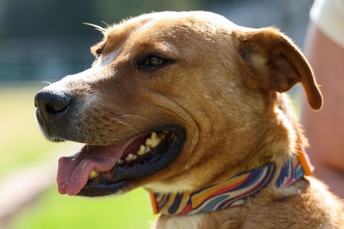 Especialmente durante la Navidad un perro suele sufrir estrés por los ruidos, el barullo de tener a extraños en su hogar o los cambios en su ambiente.
