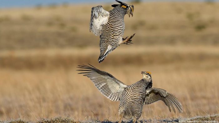 El salto espectacular entre gallos de las praderas en pleno ritual de apareamiento.