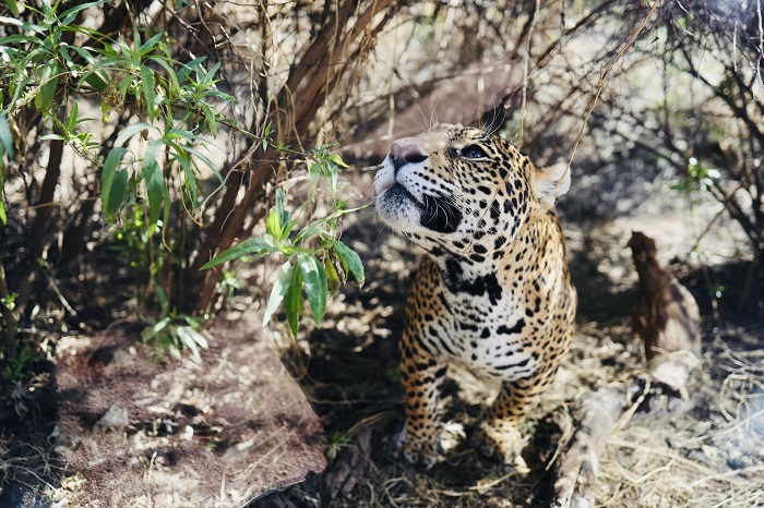 Refugio Jaguar