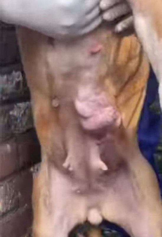 La Fundación Antonio Haghenbeck y de la Lama denunció que perros y gatos fueron víctimas de maltrato en un refugio intervenido por autoridades de la CdMx.