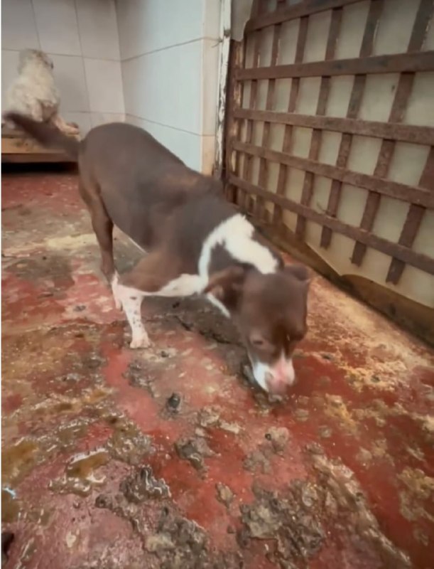 La Fundación Antonio Haghenbeck y de la Lama denunció que perros y gatos fueron víctimas de maltrato en un refugio intervenido por autoridades de la CdMx.