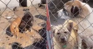 La Fundación Antonio Haghenbeck y de la Lama denunció que perros y gatos fueron víctimas de maltrato en un refugio intervenido por autoridades de la CdMx.