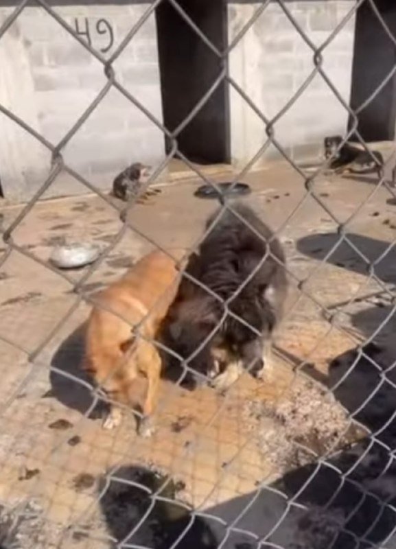 La Fundación Antonio Haghenbeck y de la Lama denunció que perros y gatos fueron víctimas de maltrato en un refugio intervenido por autoridades de la CdMx.