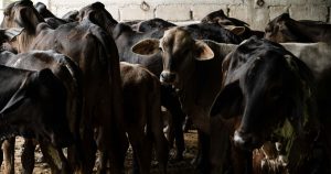 La Secretaría de Agricultura de México activó el Dispositivo Nacional de Emergencia, con lo que elevó a todo el país la alerta por el gusano barrenador.