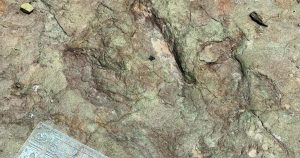 Especialistas del Instituto Nacional de Antropología e Historia (INAH) descubrieron huellas de dinosaurio en el municipio de Tehuacán, Puebla.