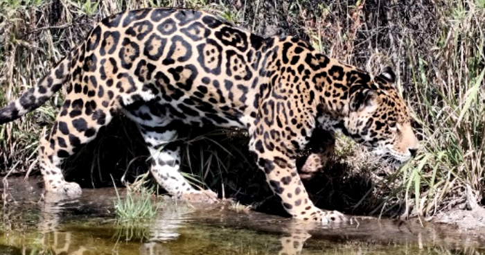 Refugio Jaguar