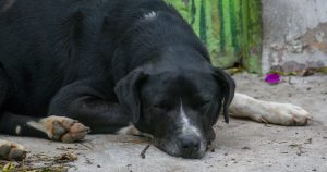 Juchipila ejecución de perros.