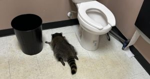 Un mapache se coló en una licorería de Virginia, en Estados Unidos (EU), y se emborrachó con distintas botellas; la Policía lo halló desmayado en el abaño.