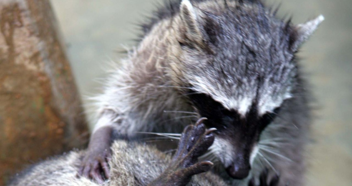 El ISSSTE reportó el avistamiento de tres mapaches en un hospital de Acapulco.