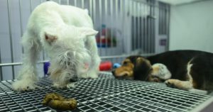 Congreso de la Ciudad de México prohíbe exhibición de mascotas en jaulas.