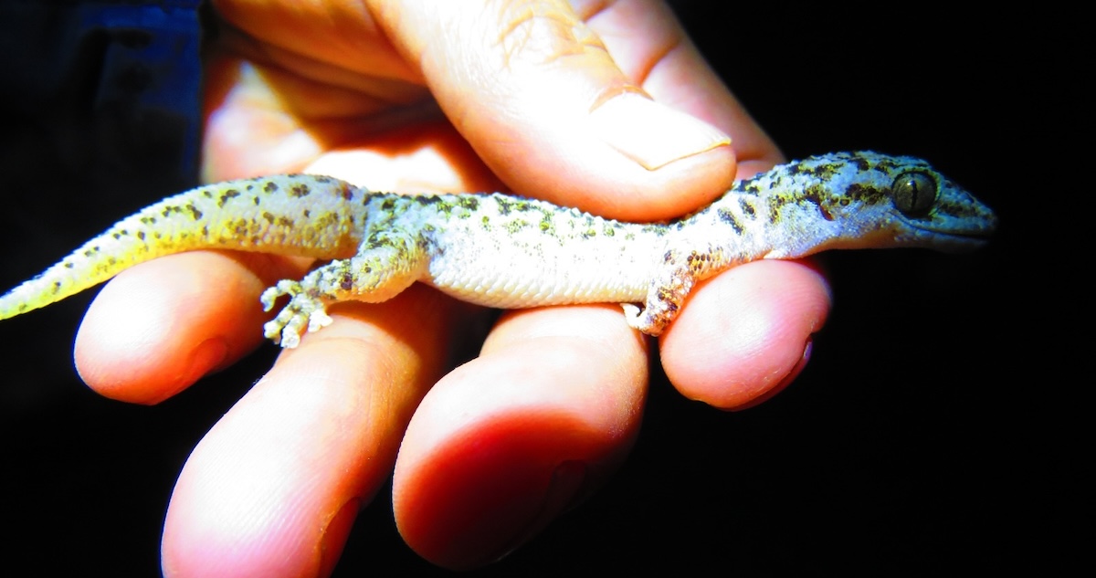 Investigadores mexicanos identificaron una nueva especie de gecko endémica de Puebla que recibió el nombre de Salamanquesa del Valle de Tehuacán-Cuicatlán.
