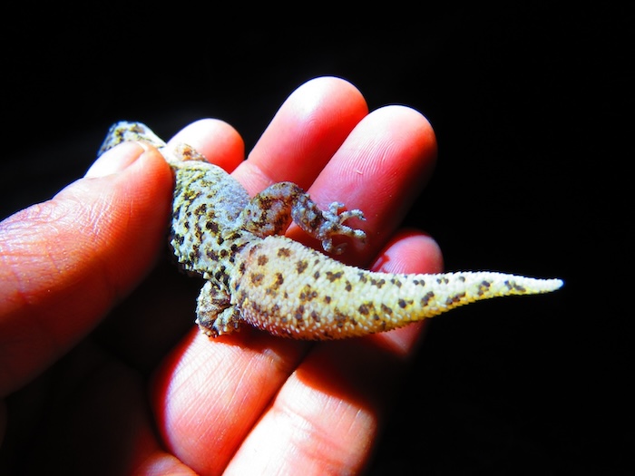 Investigadores mexicanos identificaron una nueva especie de gecko endémica de Puebla que recibió el nombre de Salamanquesa del Valle de Tehuacán-Cuicatlán.