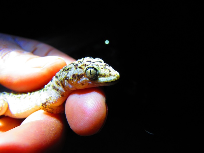 Investigadores mexicanos identificaron una nueva especie de gecko endémica de Puebla que recibió el nombre de Salamanquesa del Valle de Tehuacán-Cuicatlán.
