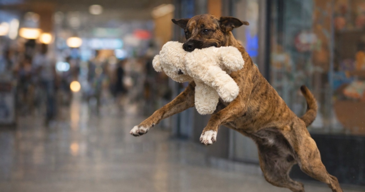 El perro que "robó" un peluche en una tienda, en Mérida, fue adoptado y comienza una nueva vida luego de que su "hurto" se volviera viral en redes sociales.