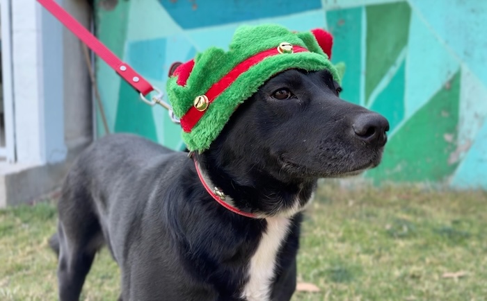 Perritos que viven en el Centro de Transferencia Canina (CTC) del Metro de la CdMx están listos para llevar las cartas de niñas y niños a los Reyes Magos.