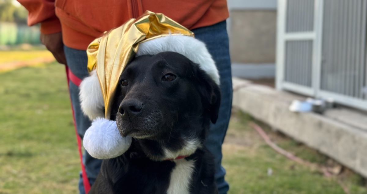 Perritos que viven en el Centro de Transferencia Canina (CTC) del Metro de la CdMx están listos para llevar las cartas de niñas y niños a los Reyes Magos.