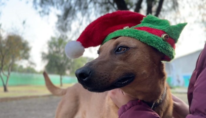 Perritos que viven en el Centro de Transferencia Canina (CTC) del Metro de la CdMx están listos para llevar las cartas de niñas y niños a los Reyes Magos.