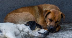 La Fundación Antonio Haghenbeck y de la Lama continuó este jueves con las labores de alimentación, limpieza y atención médica para cientos de perros y gatos en el predio recuperado en la Carretera México–Toluca.