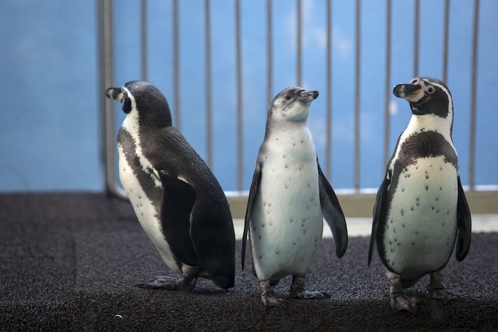 Es probable que los pingüinos que viven en costas de Sudáfrica hayan muerto de hambre en masa durante su temporada de muda por falta de alimentos.