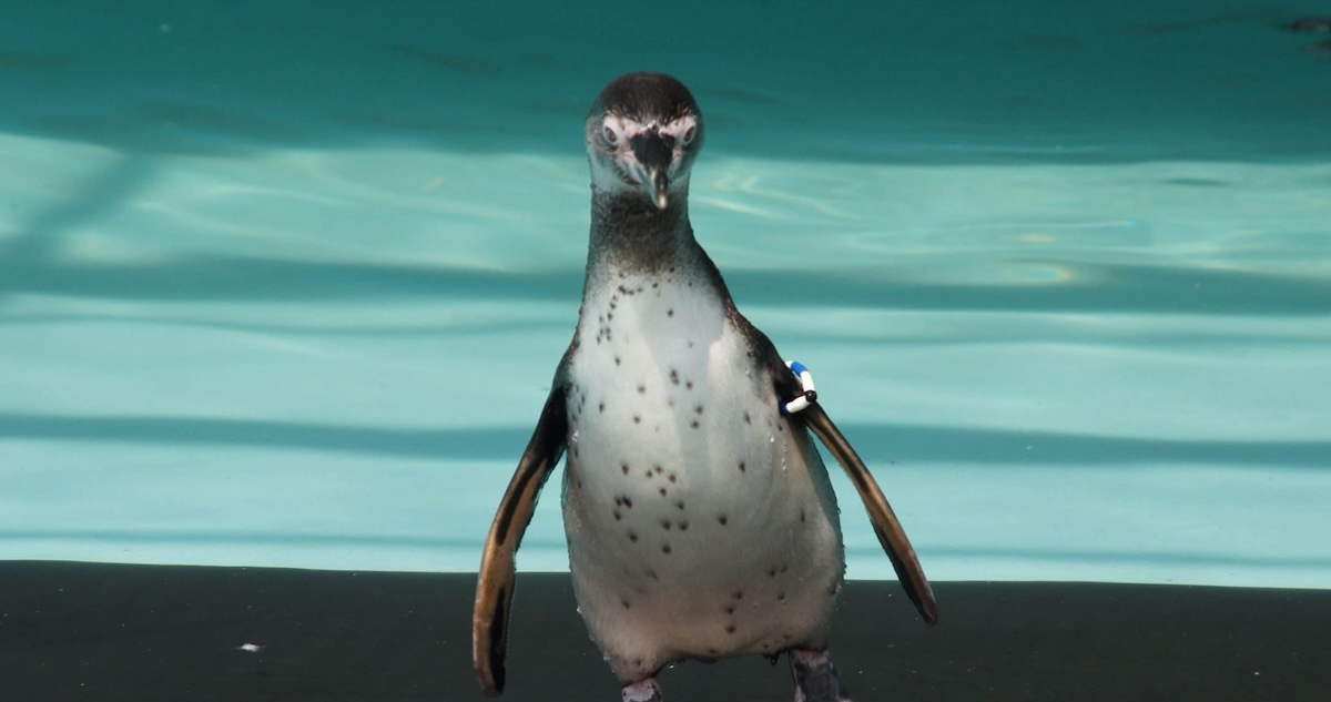 Es probable que los pingüinos que viven en costas de Sudáfrica hayan muerto de hambre en masa durante su temporada de muda por falta de alimentos.