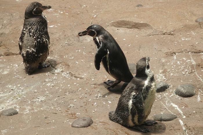 Es probable que los pingüinos que viven en costas de Sudáfrica hayan muerto de hambre en masa durante su temporada de muda por falta de alimentos.