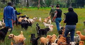 Los encargados del Refugio Franciscano, que durante casi 50 años ha albergado a perros y gatos abandonados o maltratados, fueron desalojados este jueves.