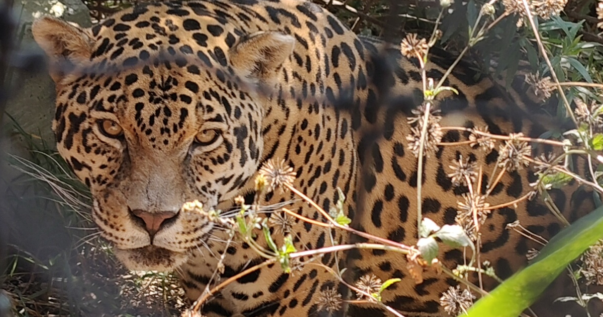 Refugio Jaguar