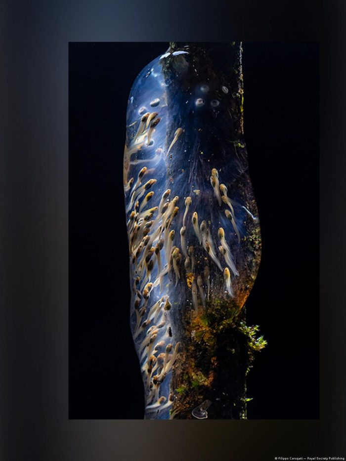 El Concurso de Fotografía de la Royal Society Publishing vuelve a probarlo cada año, revelando un mundo donde el conocimiento también entra por los ojos.