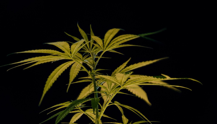 Trump reclasifica la mariguana como una droga menos peligrosa.