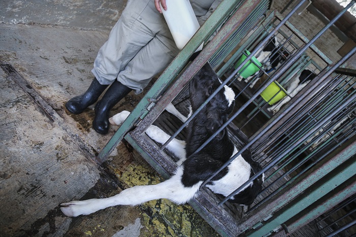Igualdad Animal México
