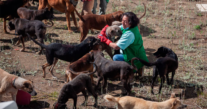 Altruismo sin reglas: el riesgo del cuidado animal