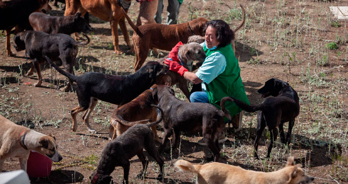 Altruismo sin reglas: el riesgo del cuidado animal