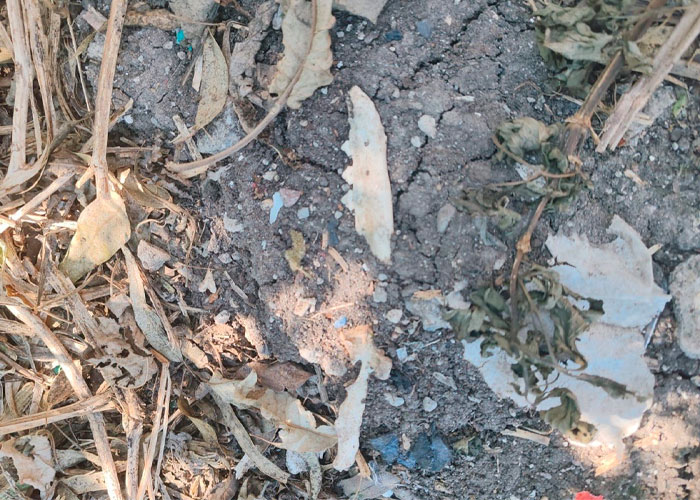 Maltrato, mala alimentación y ahora, cementerio clandestino en albergue de CdMx