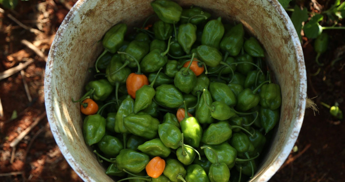 Investigadores de todo el mundo descubrieron que la capsaicina, una propiedad del chile, podría tener beneficios como extender la longevidad humana.