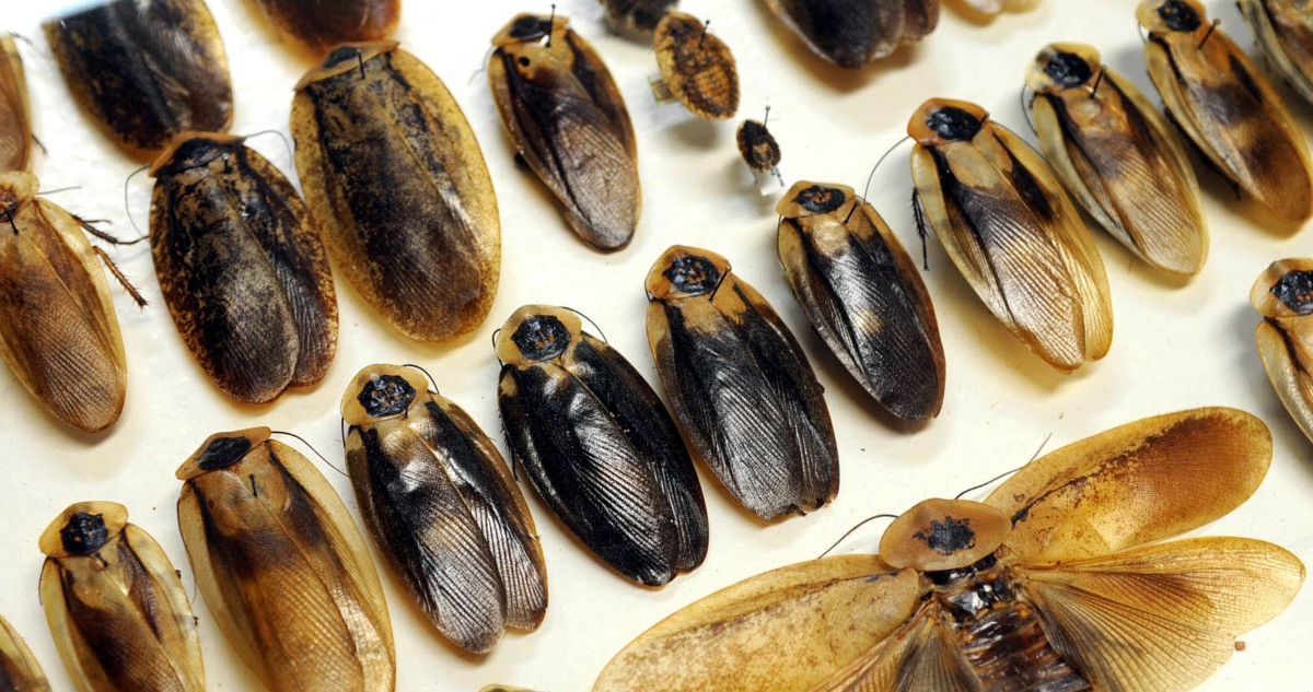 Investigadores de Estados Unidos y Canadá han descubierto que la cucaracha alemana produce endotoxinas que intensifican las reacciones alérgicas en humanos.