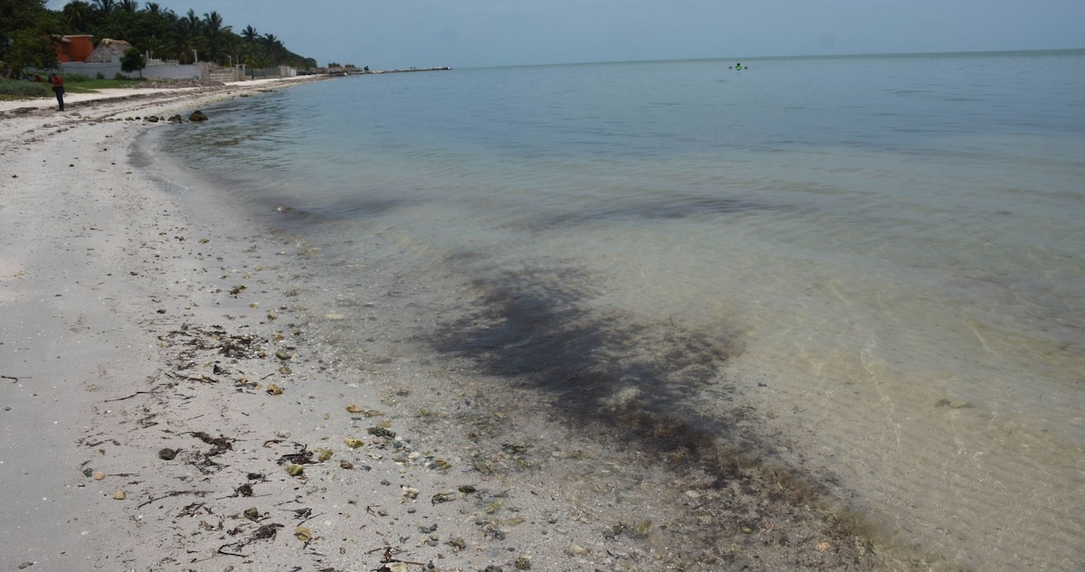 Expertos de la UNAM colaborarán con la Semarnat para diseñar una estrategia eficaz para atender los derrames de combustible en las costas de Campeche.