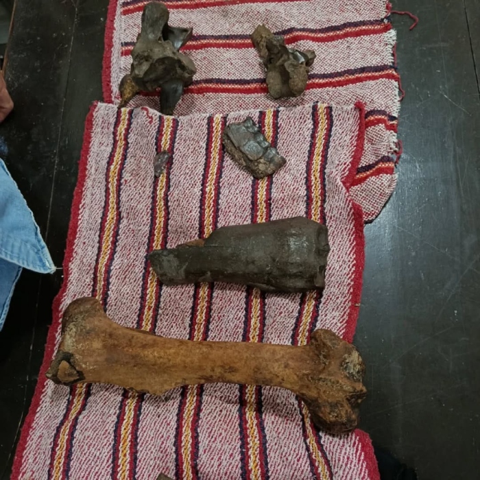 Un bioespeleólogo mexicoamericano encontró fósiles de megafauna prehistórica en la Sierra de Tanchipa que será donada, en parte, al Museo Regional Huasteco.