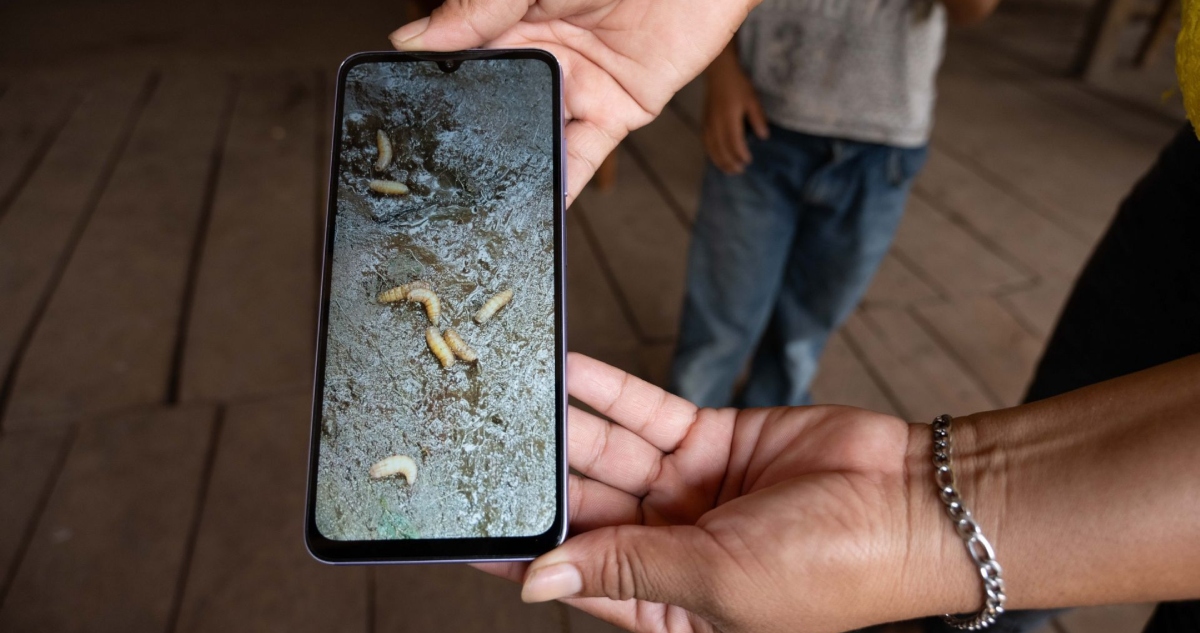 El Edomex y autoridades sanitarias activaron medidas de vigilancia por la presencia del gusano barrenador en una cabra; confirman primer en esta entidad.