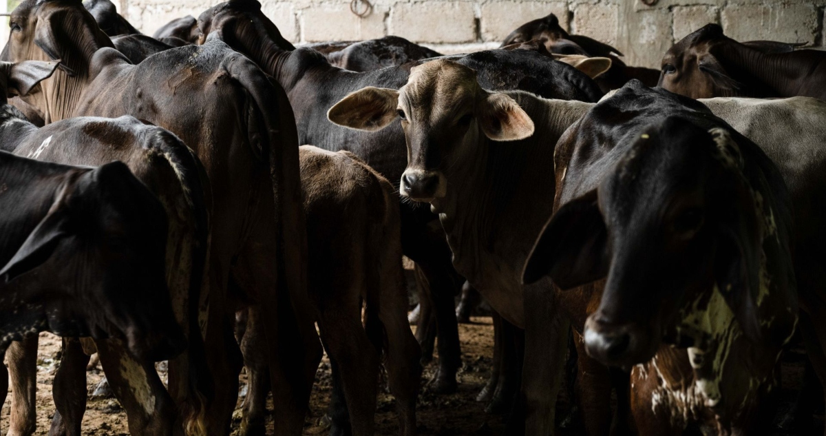 La Sader detecta caso de gusano barrenador en Tamaulipas.